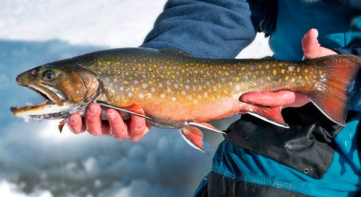 brook-trout