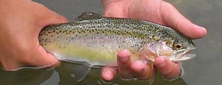 10479189_10154204954665401_1794838459061234460_n