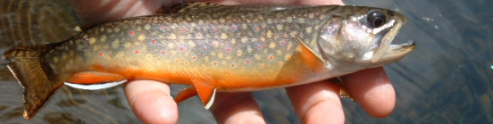 trout1