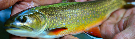 trout2