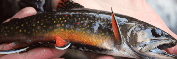trout3