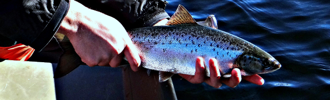 ouananiche memphremagog atlantic salmon
