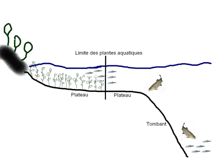 Coupe verticale - Pêche glace