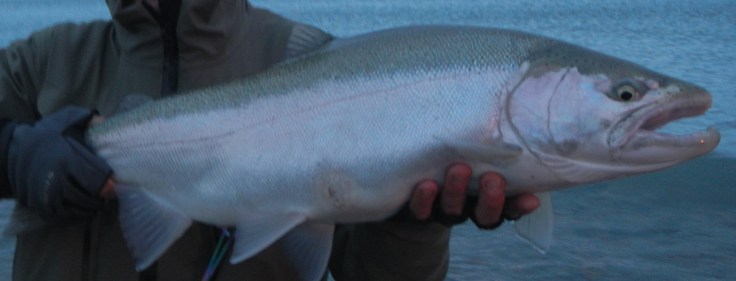 steelhead