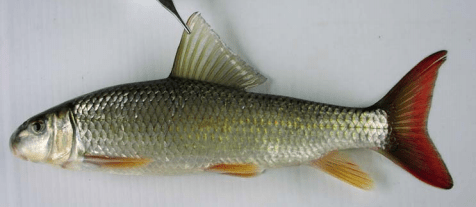 chevalier_de_riviere