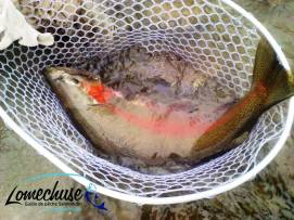 12736286_10207443999651619_165639417_n